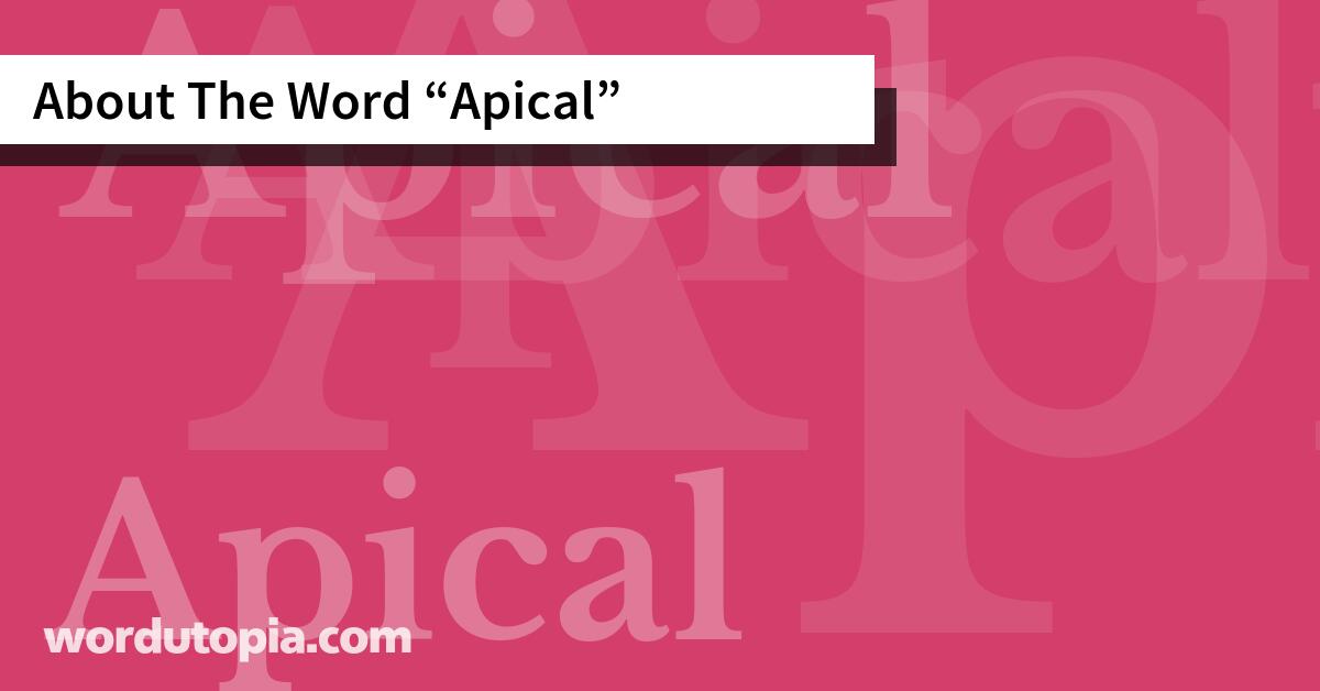 About The Word Apical
