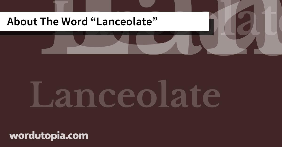 About The Word Lanceolate