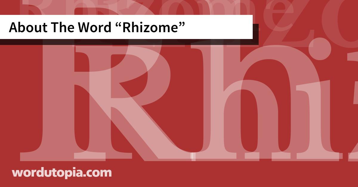 About The Word Rhizome