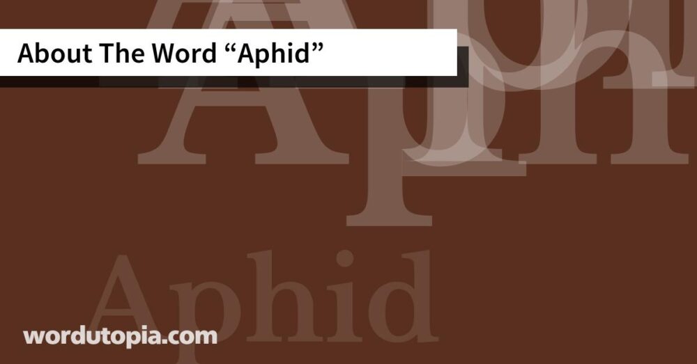 About The Word Aphid