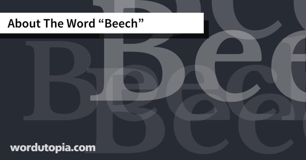 About The Word Beech