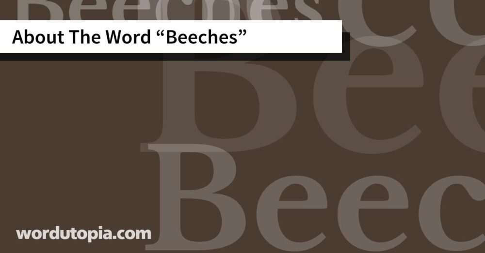 About The Word Beeches