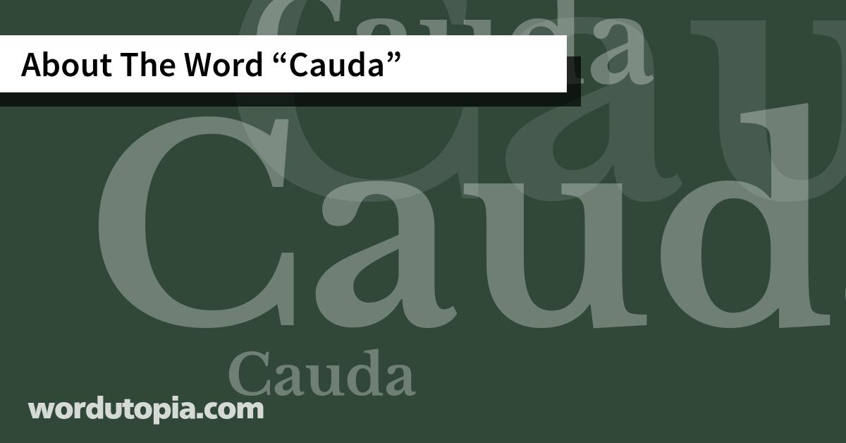 About The Word Cauda