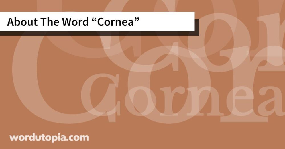 About The Word Cornea