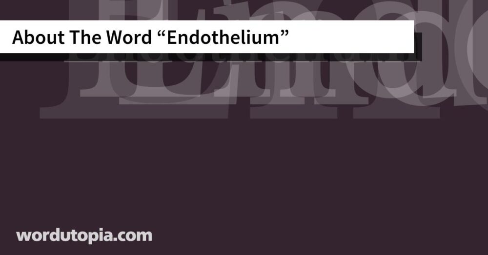About The Word Endothelium