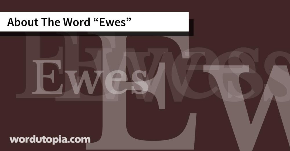About The Word Ewes
