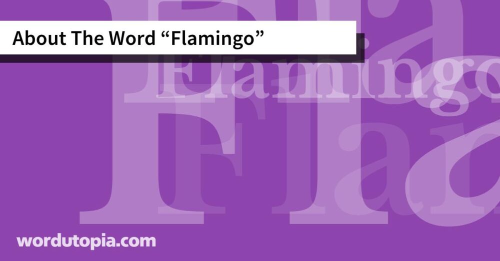 About The Word Flamingo