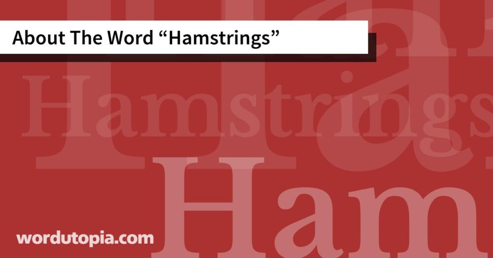 About The Word Hamstrings