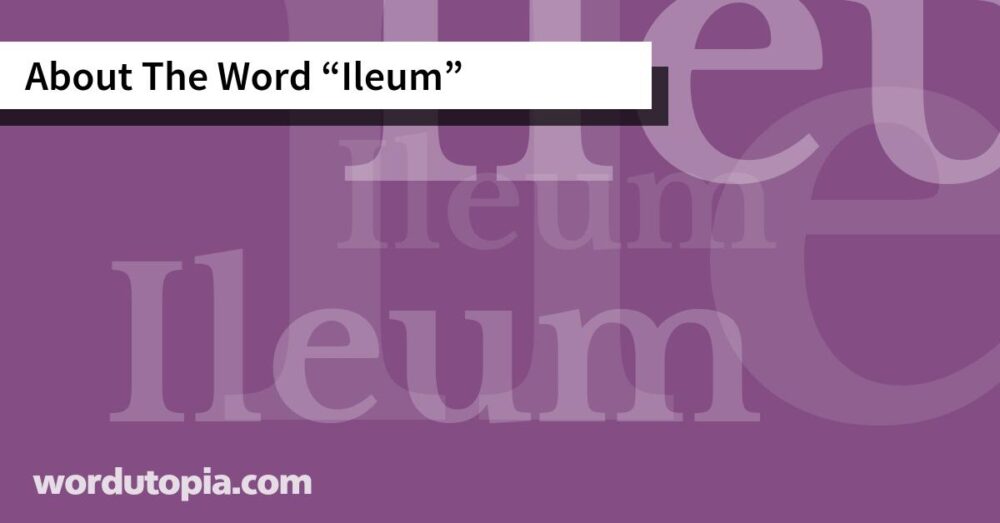 About The Word Ileum
