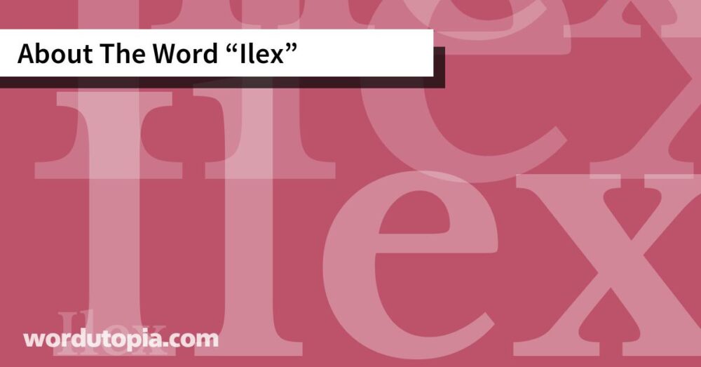 About The Word Ilex