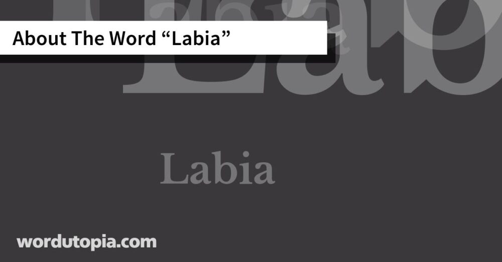 About The Word Labia