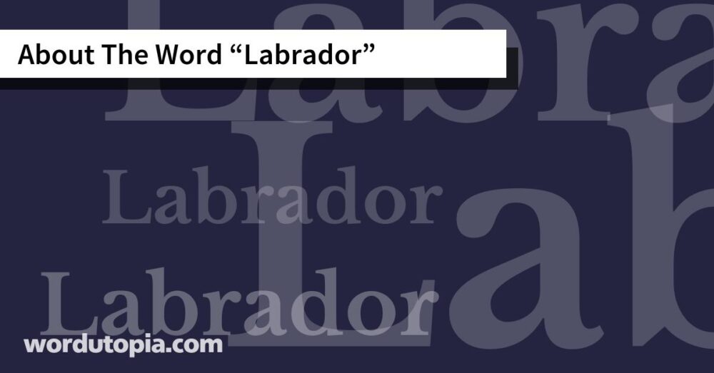 About The Word Labrador