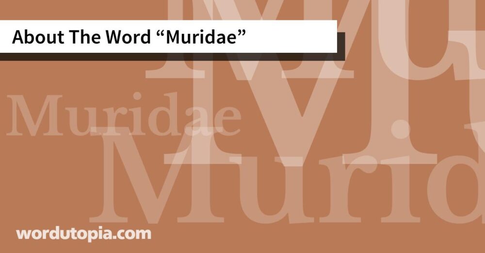 About The Word Muridae