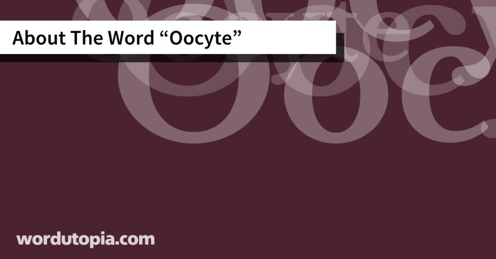 About The Word Oocyte