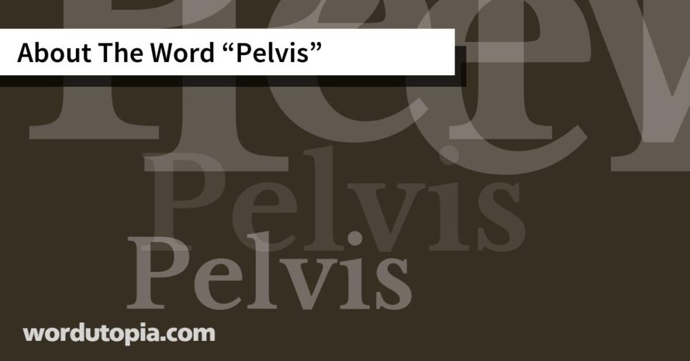About The Word Pelvis