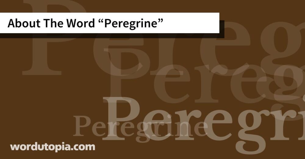 About The Word Peregrine