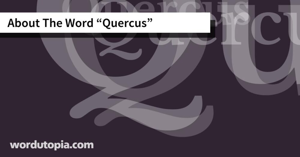 About The Word Quercus