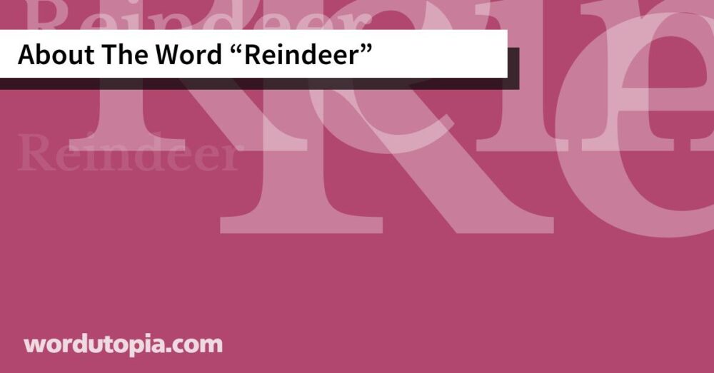 About The Word Reindeer