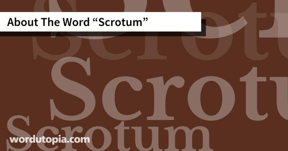 About The Word Scrotum