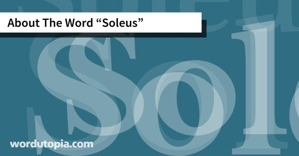 About The Word Soleus
