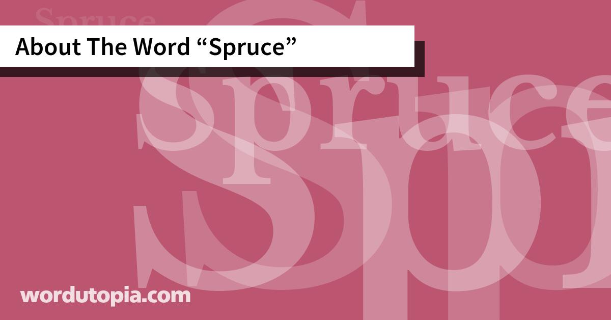 About The Word Spruce